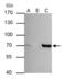 Protein Tyrosine Phosphatase Non-Receptor Type 6 antibody, GTX102864, GeneTex, Immunoprecipitation image 