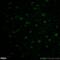 T-Box, Brain 1 antibody, 20932-1-AP, Proteintech Group, Immunofluorescence image 