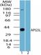 Autophagy Related 5 antibody, NBP2-24389, Novus Biologicals, Western Blot image 