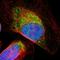 Jade Family PHD Finger 3 antibody, NBP1-83022, Novus Biologicals, Immunofluorescence image 