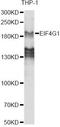 Eukaryotic Translation Initiation Factor 4 Gamma 1 antibody, A6086, ABclonal Technology, Western Blot image 