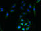 Solute Carrier Family 23 Member 1 antibody, orb356735, Biorbyt, Immunofluorescence image 