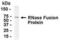 Ribonuclease A Family Member 1, Pancreatic antibody, XW-8150, ProSci, Western Blot image 