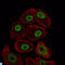 Structural Maintenance Of Chromosomes 1A antibody, LS-C812775, Lifespan Biosciences, Immunofluorescence image 