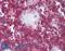 CD247 Molecule antibody, LS-B4145, Lifespan Biosciences, Immunohistochemistry frozen image 