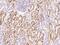 Allograft Inflammatory Factor 1 Like antibody, 103429-T08, Sino Biological, Immunohistochemistry paraffin image 