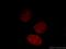 Matrin 3 antibody, 12202-2-AP, Proteintech Group, Immunofluorescence image 