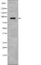 Solute Carrier Family 9 Member A3 antibody, abx218649, Abbexa, Western Blot image 