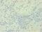 Transforming Growth Factor Beta 2 antibody, LS-C370656, Lifespan Biosciences, Immunohistochemistry paraffin image 