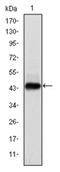 Protein E7 antibody, AM06592SU-N, Origene, Western Blot image 