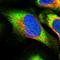 Eukaryotic Translation Initiation Factor 2B Subunit Gamma antibody, HPA024219, Atlas Antibodies, Immunofluorescence image 