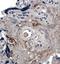 Angiogenin antibody, NB110-93512, Novus Biologicals, Immunohistochemistry paraffin image 