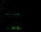 Pancreas Associated Transcription Factor 1a antibody, 100632-T34, Sino Biological, Western Blot image 