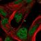 Integrator Complex Subunit 2 antibody, NBP2-14125, Novus Biologicals, Immunofluorescence image 