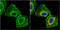 Guanine nucleotide-binding protein G(I)/G(S)/G(T) subunit beta-1 antibody, GTX114442, GeneTex, Immunocytochemistry image 