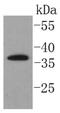 KIT Ligand antibody, NBP2-67622, Novus Biologicals, Western Blot image 