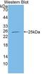 Core-Binding Factor Subunit Beta antibody, LS-C702371, Lifespan Biosciences, Western Blot image 
