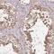 KIAA1257 antibody, NBP2-38582, Novus Biologicals, Immunohistochemistry frozen image 