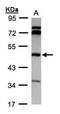 Betaine--Homocysteine S-Methyltransferase antibody, TA308187, Origene, Western Blot image 