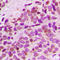 G Protein Nucleolar 3 Like antibody, LS-C356064, Lifespan Biosciences, Immunohistochemistry frozen image 