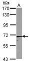 RRN3 Homolog, RNA Polymerase I Transcription Factor antibody, NBP2-20232, Novus Biologicals, Western Blot image 