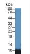 Barrier To Autointegration Factor 1 antibody, LS-C374437, Lifespan Biosciences, Western Blot image 