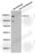 Methylcytosine dioxygenase TET3 antibody, A3141, ABclonal Technology, Western Blot image 