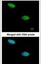 Dual Specificity Phosphatase 26 antibody, PA5-22013, Invitrogen Antibodies, Immunofluorescence image 