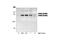 P21 (RAC1) Activated Kinase 4 antibody, 3241S, Cell Signaling Technology, Western Blot image 