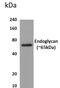 Podocalyxin Like 2 antibody, GTX52711, GeneTex, Western Blot image 