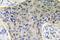 Aquaporin 4 antibody, PA5-36521, Invitrogen Antibodies, Immunohistochemistry frozen image 