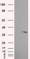 Pleckstrin antibody, LS-C114978, Lifespan Biosciences, Western Blot image 