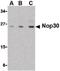 Nucleolar Protein 3 antibody, LS-C19442, Lifespan Biosciences, Western Blot image 