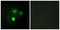 NDC80 Kinetochore Complex Component antibody, LS-B13324, Lifespan Biosciences, Immunofluorescence image 