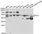 Purinergic Receptor P2Y2 antibody, MBS2523014, MyBioSource, Western Blot image 