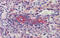 Septin 11 antibody, 27-104, ProSci, Immunohistochemistry paraffin image 