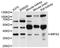 Inositol Monophosphatase 2 antibody, abx126003, Abbexa, Western Blot image 