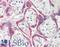 Zinc Finger CCCH-Type Containing 4 antibody, LS-B8599, Lifespan Biosciences, Immunohistochemistry frozen image 