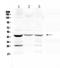 Surfactant Protein B antibody, A03441-1, Boster Biological Technology, Western Blot image 