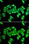 Hexose-6-Phosphate Dehydrogenase/Glucose 1-Dehydrogenase antibody, GTX54162, GeneTex, Immunocytochemistry image 