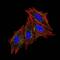 CD63 Molecule antibody, NBP2-44808, Novus Biologicals, Immunofluorescence image 