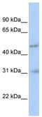 Activator Of Basal Transcription 1 antibody, TA329691, Origene, Western Blot image 