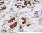 KIT antibody, 11996-R351, Sino Biological, Immunohistochemistry frozen image 