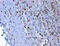 WT1 Transcription Factor antibody, MBS439403, MyBioSource, Immunohistochemistry frozen image 