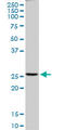 Peroxiredoxin 4 antibody, LS-B6207, Lifespan Biosciences, Western Blot image 