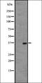 Olfactory receptor OR6-13 antibody, orb335666, Biorbyt, Western Blot image 