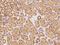 TRNA Methyltransferase 61B antibody, 205435-T08, Sino Biological, Immunohistochemistry frozen image 