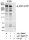 Zinc Finger Protein 318 antibody, A301-545A, Bethyl Labs, Immunoprecipitation image 