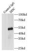 Dopa Decarboxylase antibody, FNab02510, FineTest, Immunoprecipitation image 
