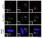 NDC80 Kinetochore Complex Component antibody, GTX70013, GeneTex, Immunocytochemistry image 